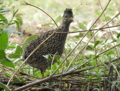 Nothoprocta pentlandii