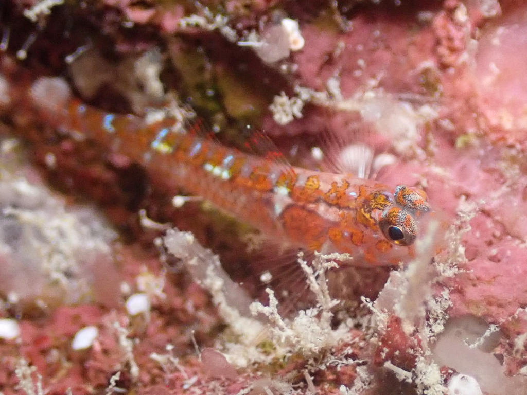 Diphasic Goby