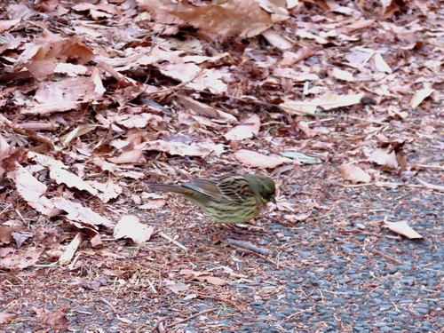Masked Bunting (Emberiza personata), photo 6