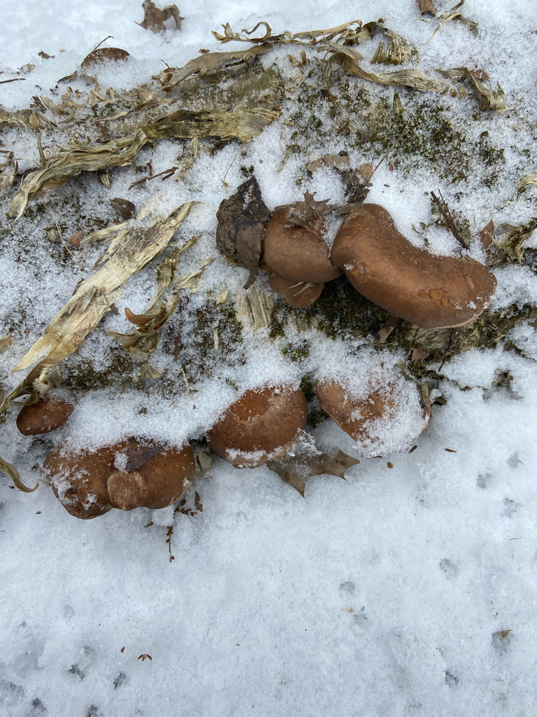 Sarcomyxa serotina · January 2026 · photo: © puppyy (iNaturalist, cc0)