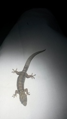 Aristelliger expectatus