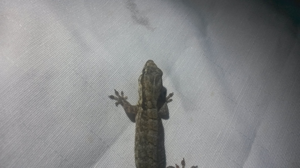 Hispaniolan Croaking Gecko