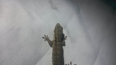 Aristelliger expectatus