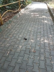 Rhipidura albogularis