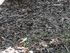 Rhipidura albogularis