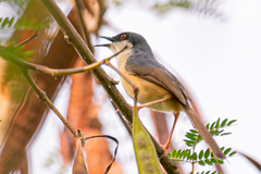 Prinia socialis