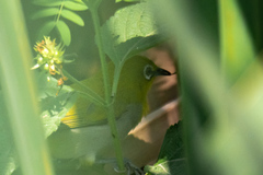 Zosterops palpebrosus