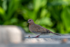 Streptopelia senegalensis