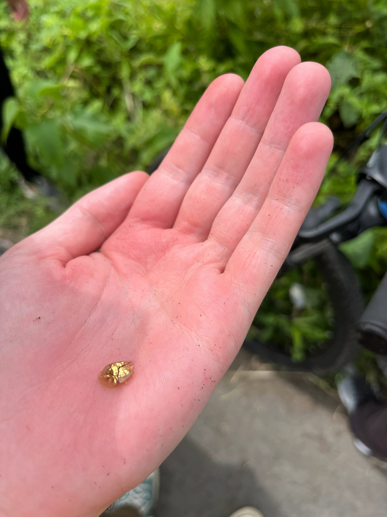 Aspidimorpha sanctaecrucis (Aspidimorpha sanctaecrucis)