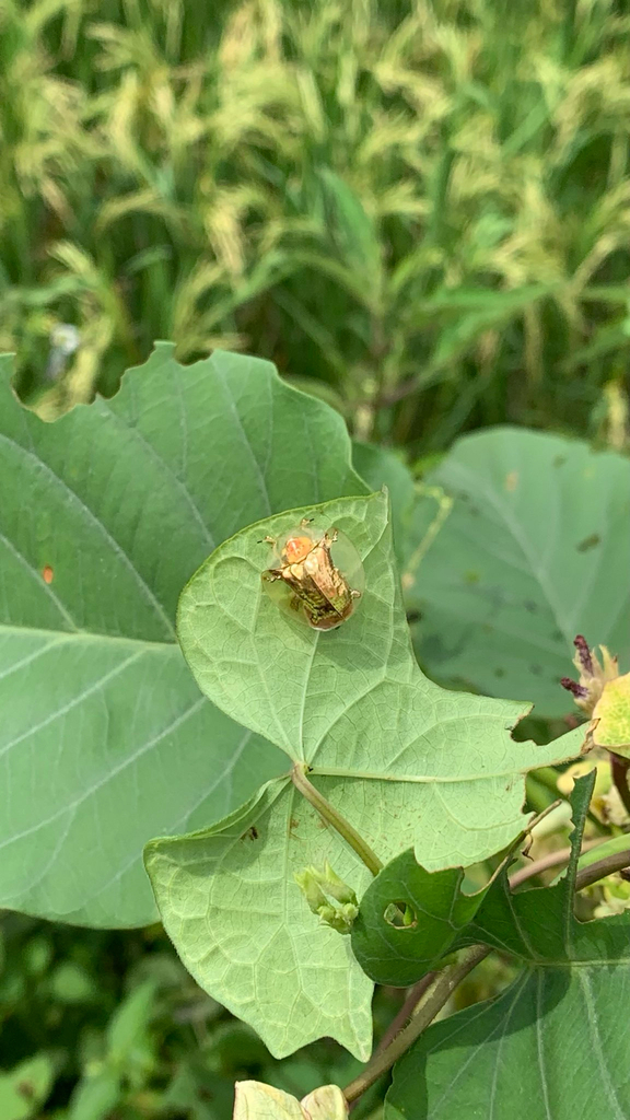 Golden Tortoise Beetle (Aspidimorpha sanctaecrucis)