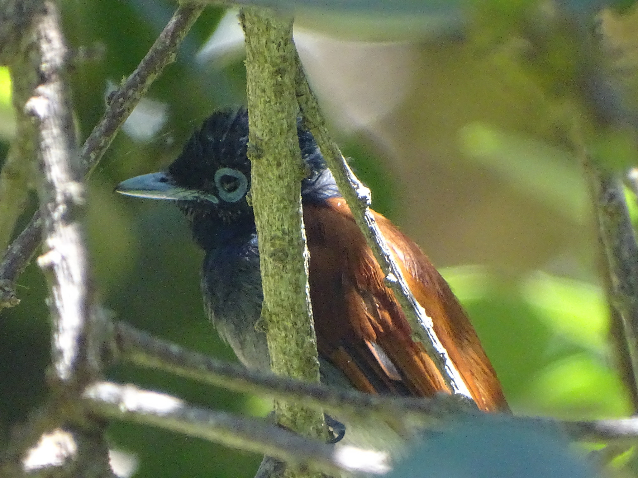 African Paradise Flycatcher (Terpsiphone viridis), photo 2