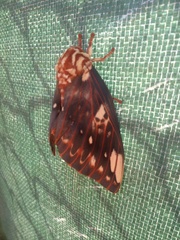 Citheronia brissotii