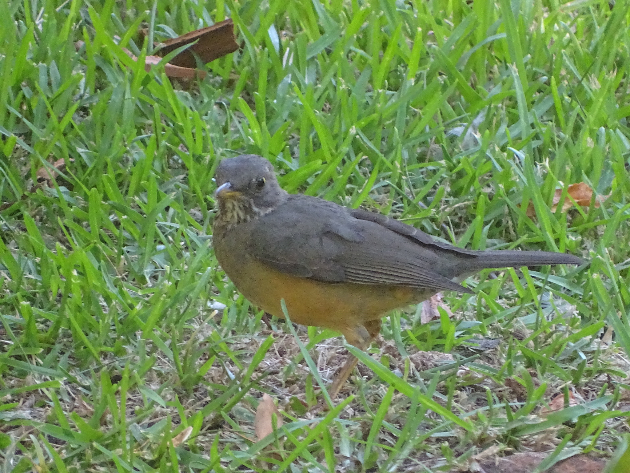 Olive Thrush (Turdus olivaceus), photo 3