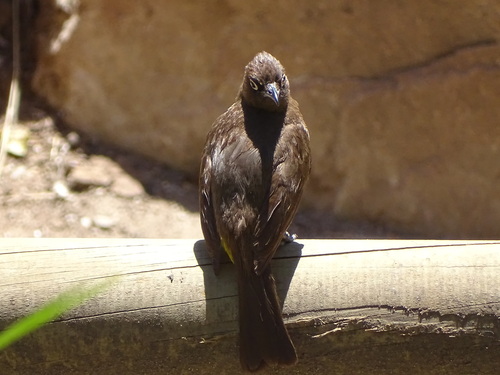 Cape Bulbul (Pycnonotus capensis), photo 3