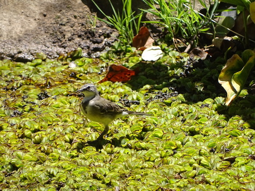 Cape Wagtail (Motacilla capensis), photo 2