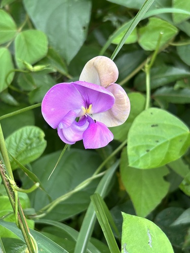 Vigna vexillata iNat (1)