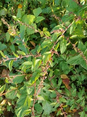 Vielsamige Wasserlinse (Lipandra polysperma)