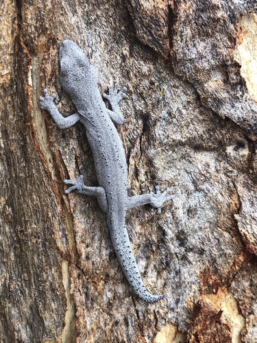 Strophurus spinigerus inornatus