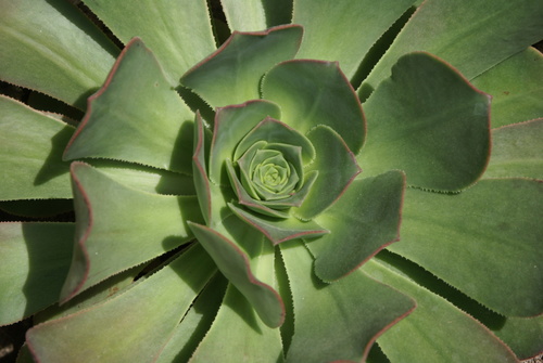 Aeonium hierrense