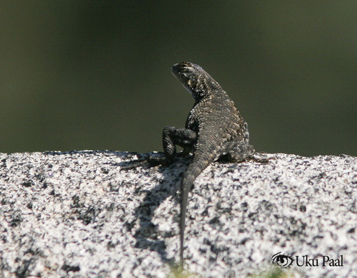 iNaturalist observation photo of Common Sagebrush Lizard