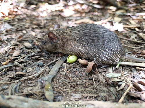 White-spined Spiny Rat (Trinomys albispinus) — Least Concern Mammalia