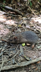 White-Spined Atlantic Spiny-Rat photo 2
