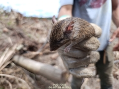 White-Spined Atlantic Spiny-Rat photo 3