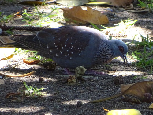 Speckled Pigeon (Columba guinea), photo 4
