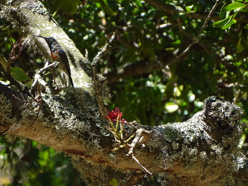 Greater Double-collared Sunbird (Cinnyris afer), photo 5