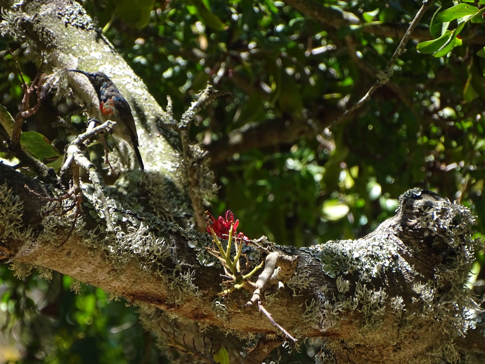 Greater Double-collared Sunbird (Cinnyris afer), photo 5