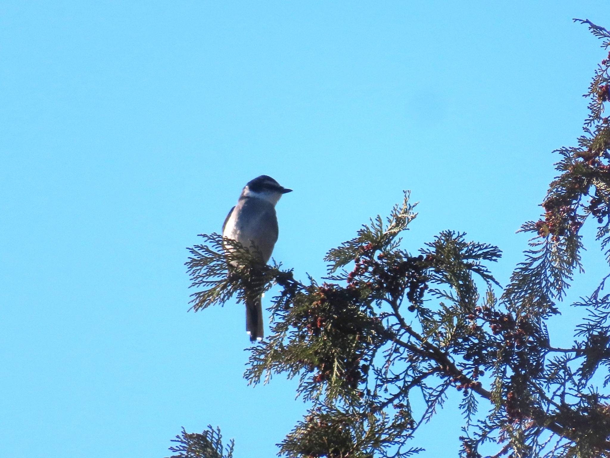 Ryukyu Minivet (Pericrocotus tegimae), photo 1