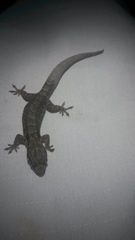 Aristelliger expectatus