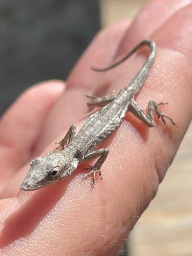 Anolis de las Antillas
