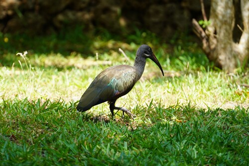 iNaturalist: (c) davidbeo, some rights reserved (CC BY-NC) iNaturalist image