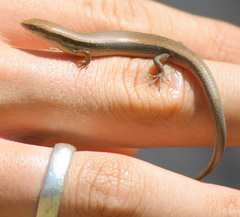 Panaspis wahlbergii