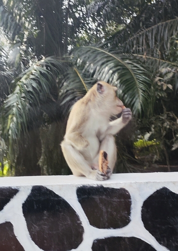 Macaca fascicularis