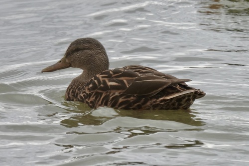 Mexican Duck (Anas diazi), photo 8