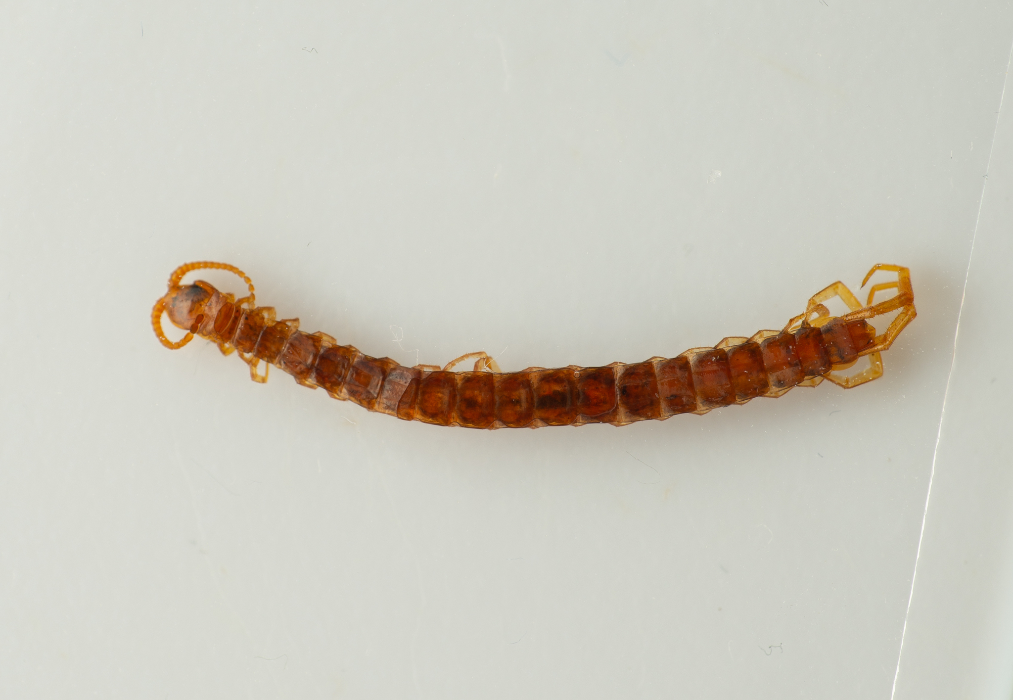 Cryptops hortensis Donovan, 1810