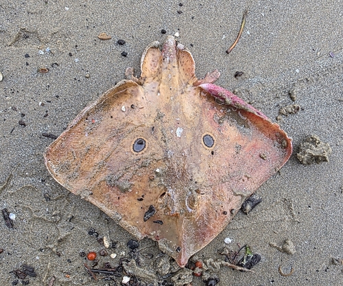 Brown ray (Raja miraletus) — Rajidae — 2