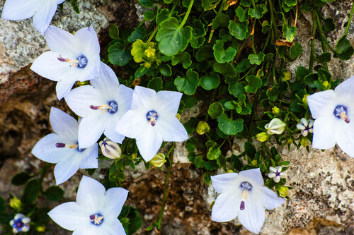 Italian Bellflower (Campanula fragilis)