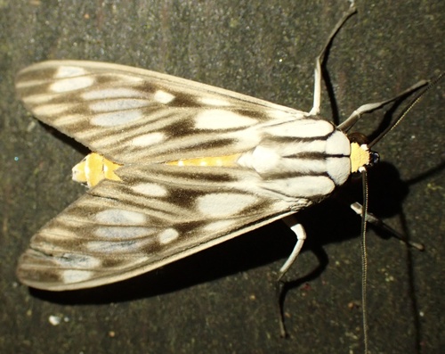 Robinsonia boliviana