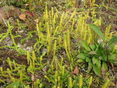 Lycopodiella inundata image