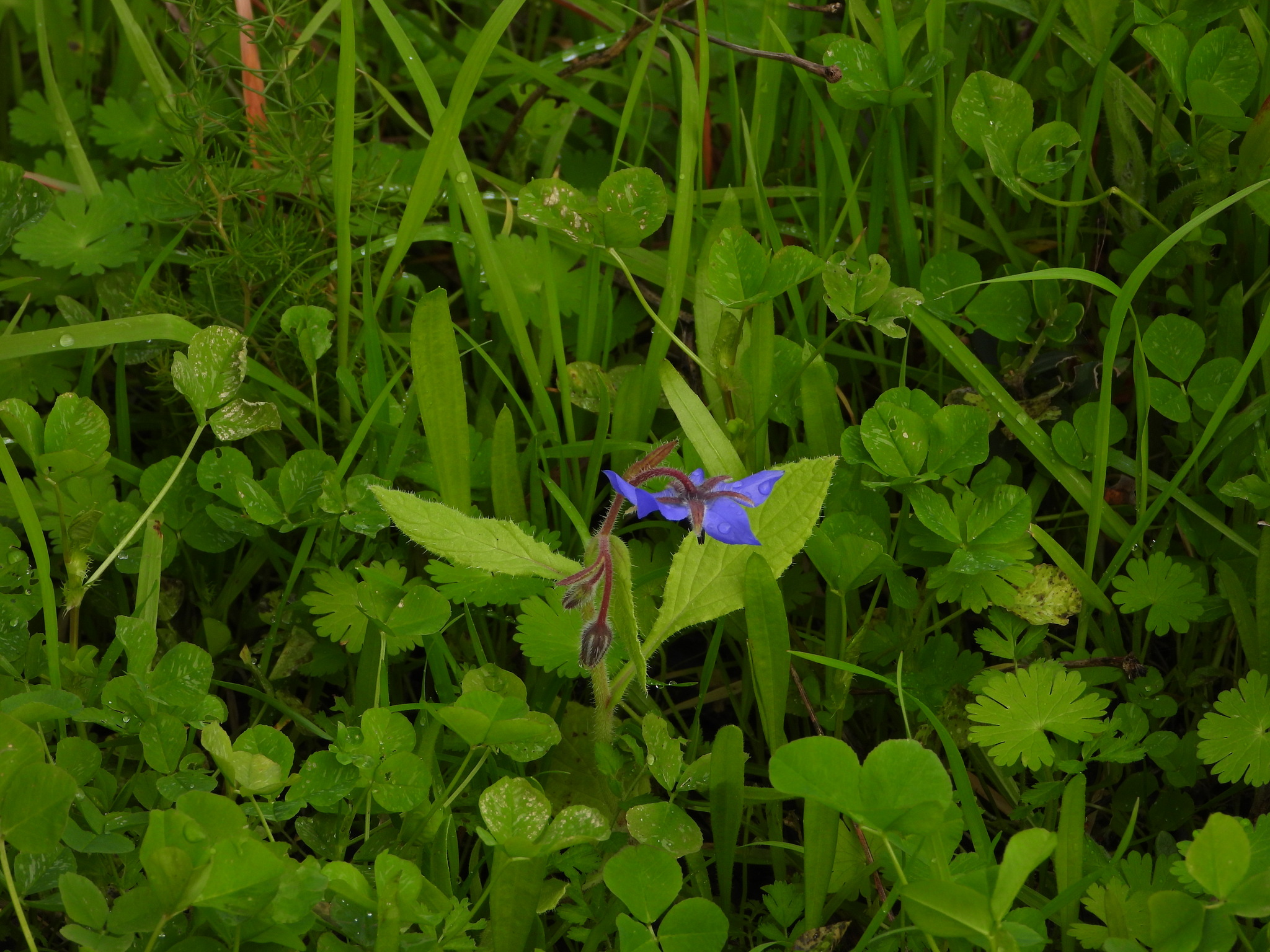 Beispielbild: Boretsch (Borago officinalis)