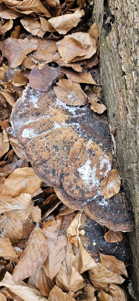 Ischnoderma resinosum · January 2026 · photo: © run4 (iNaturalist, cc-by)