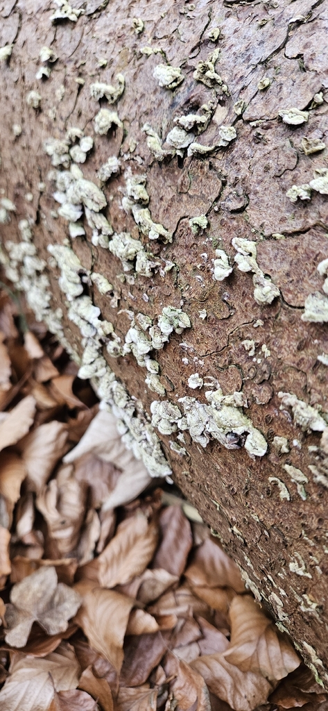 Trichaptum abietinum · January 2026 · photo: © run4 (iNaturalist, cc-by)