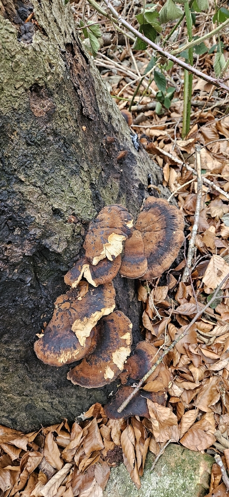 Ischnoderma resinosum · January 2026 · photo: © run4 (iNaturalist, cc-by)