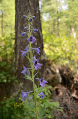 Delphinium dubium