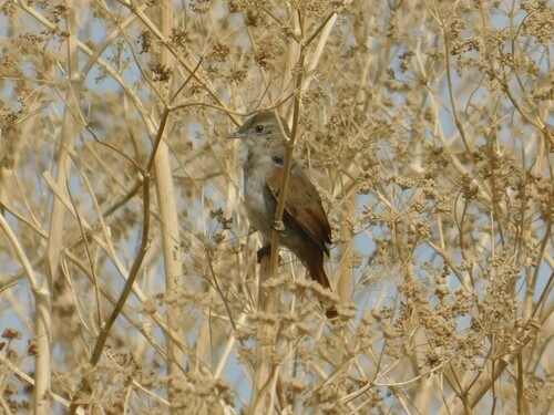 Pale-breasted Spinetail (Synallaxis albescens), photo 3