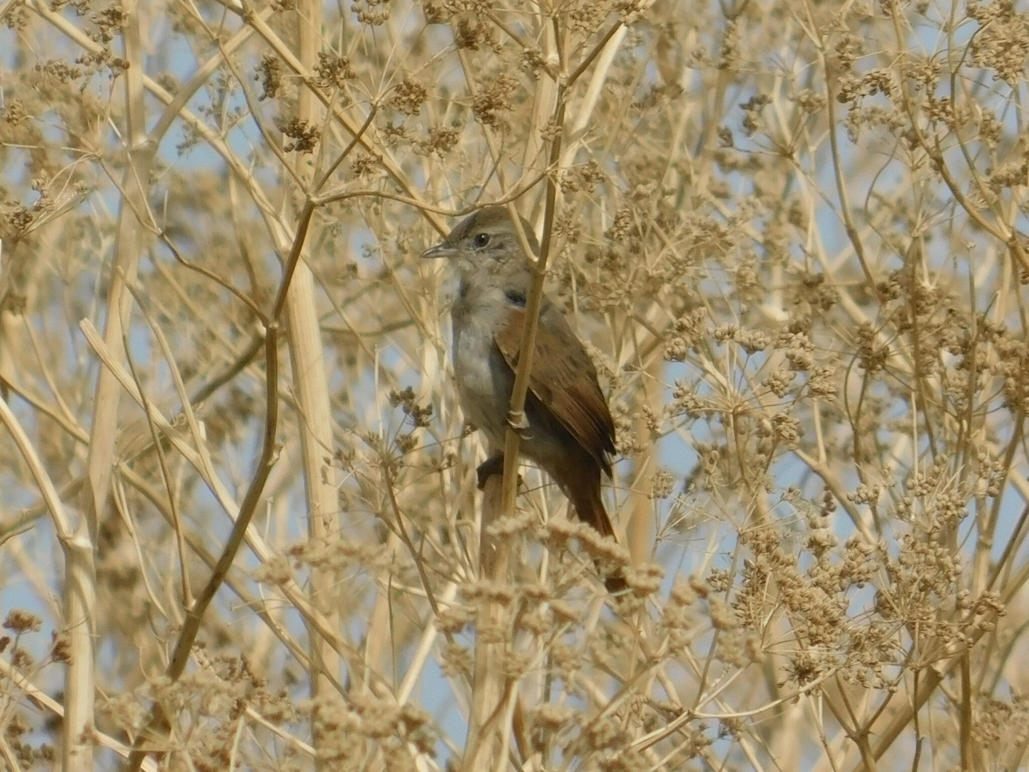 Pale-breasted Spinetail (Synallaxis albescens), photo 4