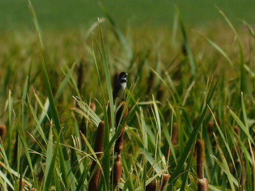 Double-collared Seedeater (Sporophila caerulescens), photo 7